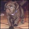 A brown dog with a white collar stands on a wooden floor, looking slightly to the left with wide eyes.