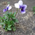 Pixelated image of two purple and white flowers with green foliage against a gray background.