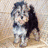 A static image of a dog with mixed black, white, and brown fur standing on grass.