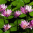 A static image with a background of green lily pads and pink water lilies, featuring text and symbols in various colors.