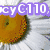 A static image of a daisy with a yellow center and white petals, overlaid with purple text reading "cyC110."