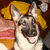 A German Shepherd dog with a yellow hat sits on a patterned surface, next to text reading "I Love My Abby" and a speaker icon.