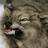 Pixelated wolf face with bared teeth on left, red text 'DON'T MAKE ME ANGRY!!' on black background right.