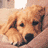 A static image showing a golden retriever dog resting on a brown surface with text below reading 'love my dogs!!!'