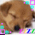 Brown puppy with closed eyes and black nose, surrounded by colorful pixelated squares and diagonal stripes in cyan, pink, purple, yellow, blue, green, red.