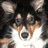 A pixelated dog face with brown and white fur on the left, next to a blue background repeating 'I Luv Abbie' text in dark blue pixels.