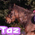 A horse's head in profile with a purple 'Taz' text overlay on a dark background.