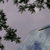 Pixelated static image showing dark green foliage against a light gray background with a blue-gray lower-right section.