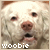 A white dog with a pink nose and brown eyes appears in , each showing slight variations in mouth position and facial expression beneath the text 'woobie' at the bottom left