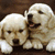 Two light-colored dogs with fluffy fur sit side-by-side against a dark brown background, one with a black nose and the other with a pink tongue visible.