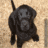 Pixelated dog image with text overlays on black and white backgrounds, showing static and animated states.