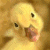 iconhell_morbidbabymel_ducky