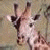 A pixelated giraffe head with brown spots and dark eyes appears on a beige background, next to green text reading 'Original Icons .com' on a solid green backdrop.