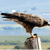 A bird with brown and black plumage perched on a vertical pole against a light blue sky and greenish ground background.