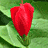A red flower with green leaves on a green background, featuring repeated '8209' text in the background.