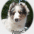 A circular dog portrait with green foliage background, featuring a white and brown dog in two states: one without text overlay, the other with bold black-and-white text reading "PAINTER IS SO ADORABLE!!!".