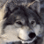 Pixelated close-up of a wolf's face with dark fur on top and light fur below, showing eyes, nose, and mouth against a blurred background.