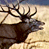 Animated contact sheet showing two frames of a deer icon with