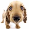 A close-up of a light brown dog with large dark eyes and a black nose, standing against a white background.