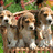 Pixelated image of four dogs in a basket with green background and white text reading 'these are my cutest bffs in the world'.