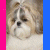 Three Shih-tzu dogs in separate with text reading "I love my Shin-tzu" on the right