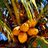 Animated sequence showing palm tree scenes with coconut cluster, beach landscape, and single palm against blue sky.