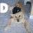 A dog in a black beret lies on its back with legs spread, surrounded by changing letters and symbols.