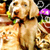 A pixelated image of a light-colored dog with a green collar, holding a purple flower in its mouth, surrounded by blurred orange and brown shapes.