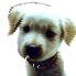 Two side-by-side dog head portraits with a light gray background, each wearing a dark red collar and having floppy ears.