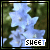 nine identical showing light blue star-shaped flowers with green foliage, each containing the text "SHEET" in white block letters