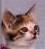 A pixelated close-up of a cat's face with brown and white fur, dark eyes, and a pink nose against a light purple background.