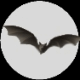 A bat with outstretched wings appears in two side-by-side circular frames against a black background.