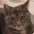A static image of a gray tabby cat with a neutral expression, accompanied by green text reading 'I heart LUCY!!!' and a of green heart icons
