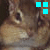 Animated sequence of a rodent's face with changing colored squares in the top-right corner