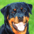 Pixelated image of a dog with dark blue and tan fur holding a white ball in its mouth against green background, next to green text reading 'Original Icons .com'
