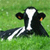 Pixelated cow icon with black and white patches, brown eyes, and a white nose on green grass background.