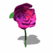 A pink rose bud transitions through stages of opening and closing against a white background with green stem and leaves.