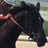 A horse's head in profile with a rider, alongside text reading 'Remember Ruffian' and 'Worlds Greatest Filly' on black backgrounds.