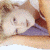 A pixelated image of a light-colored animal resting in a wooden structure with green text reading 'Original Icons .com' on the right side.