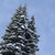 A pixelated dark gray tree with white highlights against a light blue background, appearing as a static digital icon.