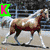 six horse images with overlaid text letters spelling 'KAYLA!' in green and pink, showing different horse poses and backgrounds