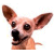 Pixelated static image of a small dog's head with large ears, dark eyes, and black nose against white background.