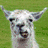 A split- image shows a white llama with horns against green grass, one displaying text and the other showing the llama's mouth open with red text