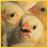 iconhell_pinkpanda_notnuggetspp