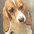 A static collage of a beagle dog in a cage with text overlays about animal deaths at HLS and SHAC USA.net.