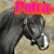 A four- shows horse images with overlaid text: top-left black horse, top-right white horse running, bottom-left white horse walking, and a blank