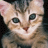 iconhell_meow