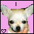 Pixelated chihuahua face on pink background with text elements and heart symbols across four