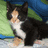 A black and white cat with tan paws sits on a green surface, its head turning from left to right across frames.