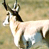 Animated contact sheet showing a pronghorn antelope in motion with CoolBuddy.com text on blue background.